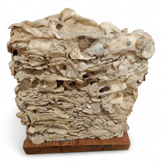 Side view of tabby concrete showing oyster shell texture