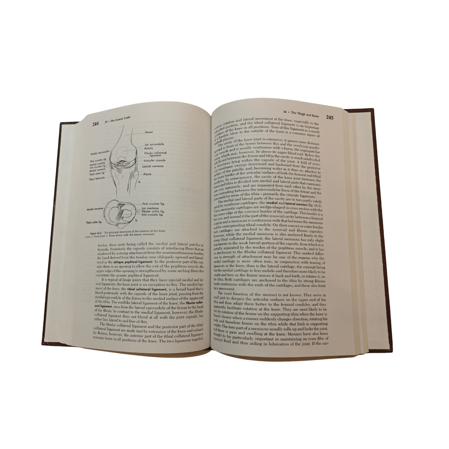 Functional Anatomy of the Limbs and Back 5th Ed | Hollinshead Jenkins Hardcover