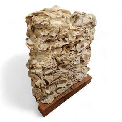 Side view of tabby concrete showing oyster shell texture