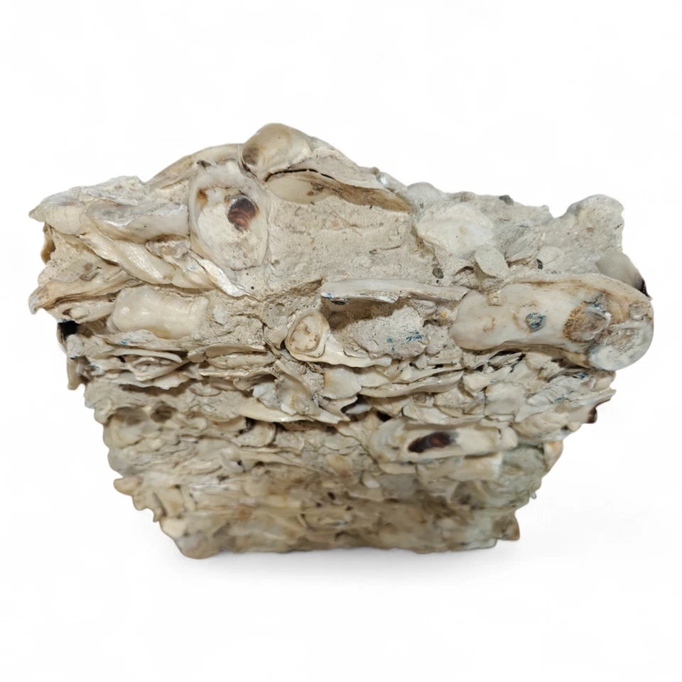 Close-up of oyster shell aggregate in tabby concrete construction material