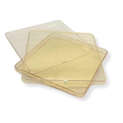 BD Falcon Nunc Square BioAssay Cell Culture Dish 241×20mm, Gridded, Lids, 5 Pack