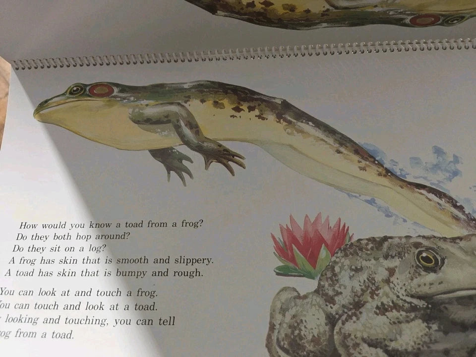 Animals 2 by 2 Classroom Flip Chart Science Teacher Big Book Homeschool